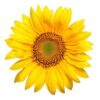 Organic Sunflower Seeds