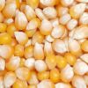 Organic Popcorn