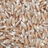 Fieldstone Organics Emmer