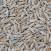 Fieldstone Organics Rye